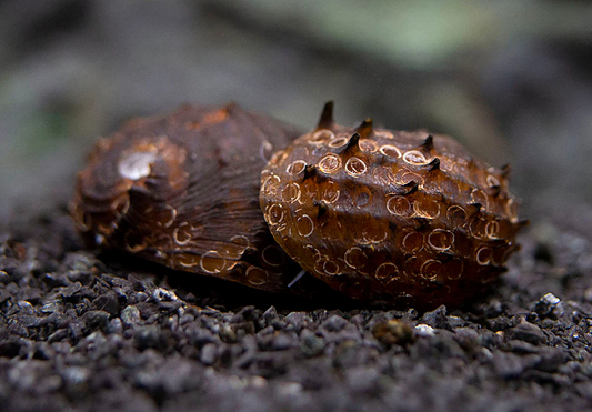 Meet the King Koopa Nerite Snail: Your Tank’s Royal Algae Cleaner