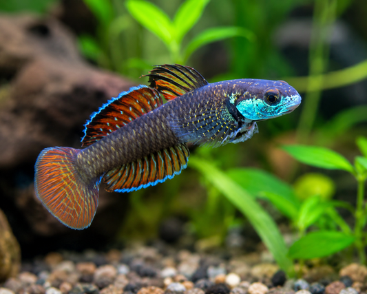 Rainbow Goby feeding guide.