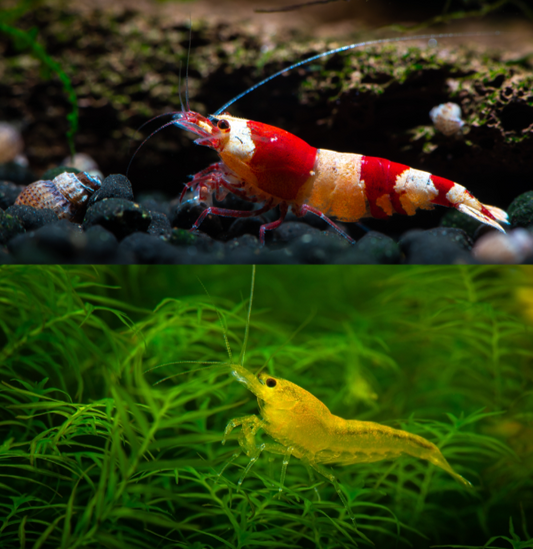Caridina vs Neocaridina shrimp.