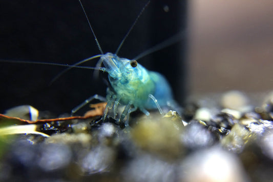 What do you feed freshwater shrimp?