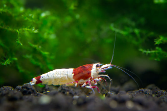 Red german spotted head pinto shrimp.