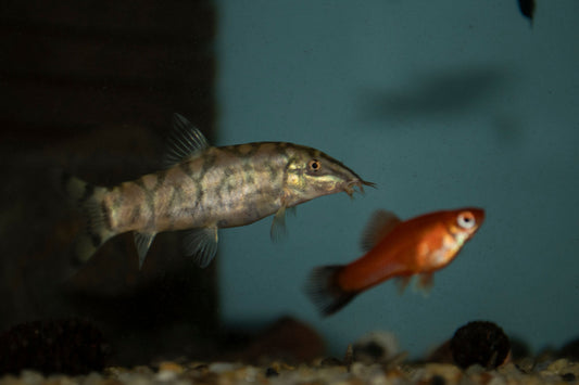Unveiling the Yoyo Loach Breeding Tips