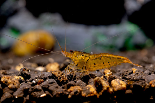 Tangerine tiger shrimp care guide.