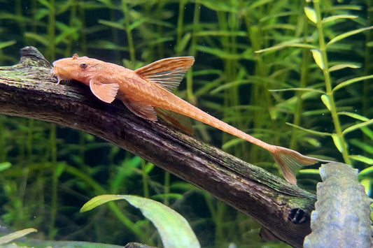 Red lizard whiptail catfish tank size.