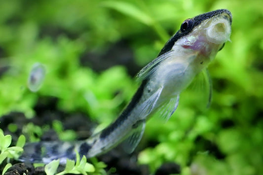 How to breed otocinclus catfish?