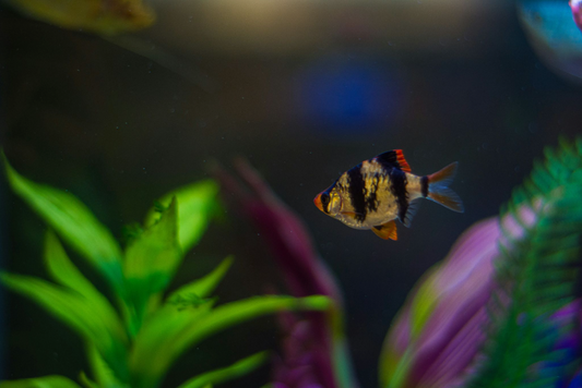 Tiger barb