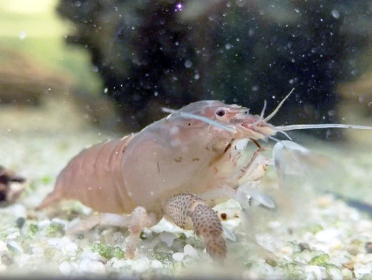 Vampire shrimp for your tank.