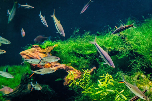 How do white cloud minnows breed?