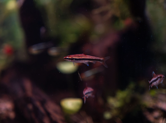 Do white cloud minnows jump?