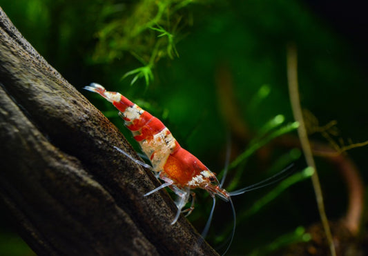 Crystal Red shrimp in a hobby tank