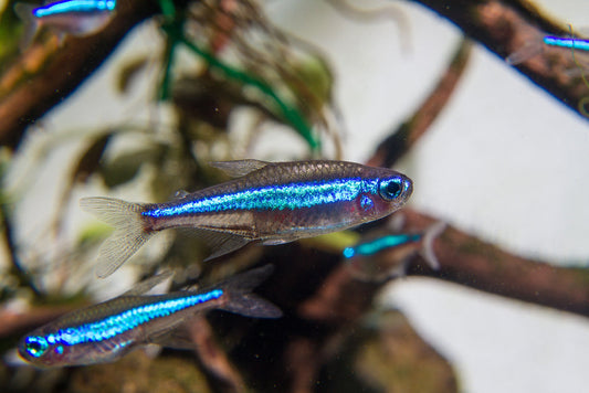 Green neon tetra size.