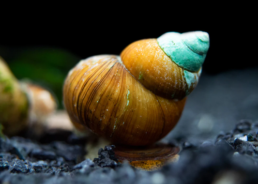 Japanese trapdoor snails.