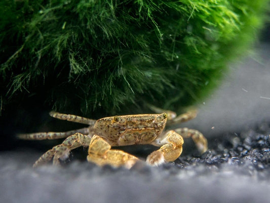 freshwater pom pom crab