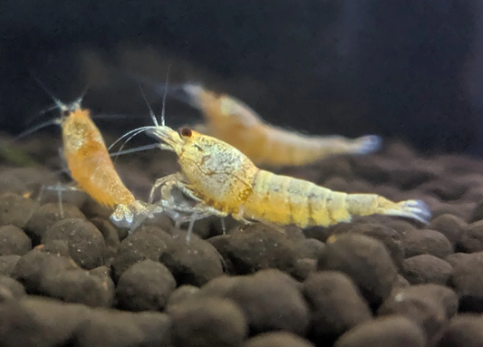 Learn about the golden bee shrimp.
