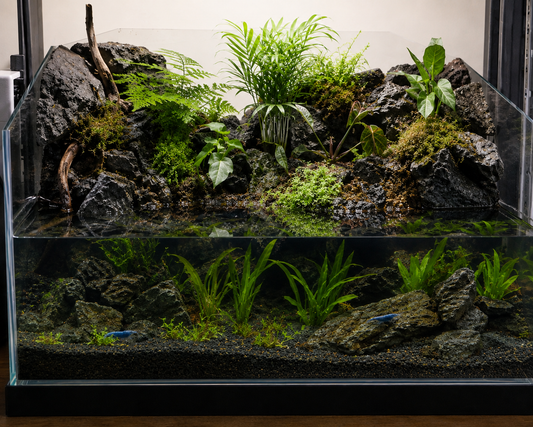 How to Make a Paludarium: A Beginner's Guide to Plants, Setup & Care