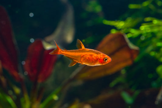Learn about Ember Tetras.