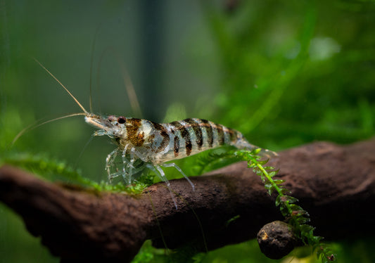 Zebra Babaulti shrimp care.