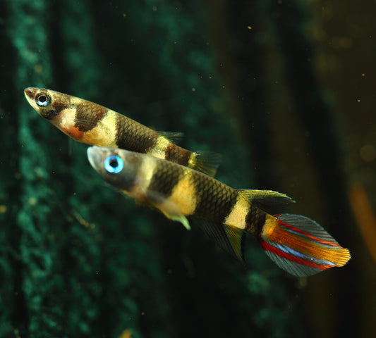 Learn about the Clown Killifish.