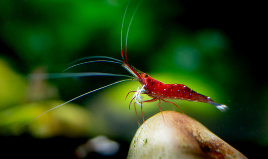 Learn more about Sulawesi shrimp.