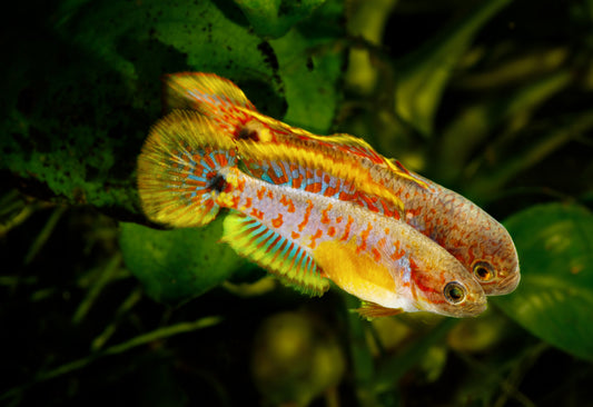 Peacock gudgeon.