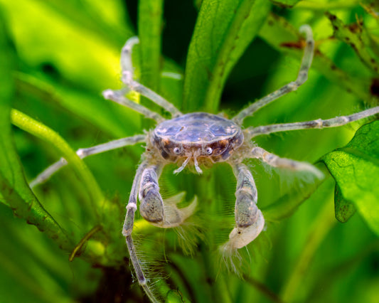 Thai Micro Crab Care Guide