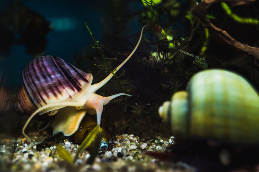 Mystery Snail Care Guide