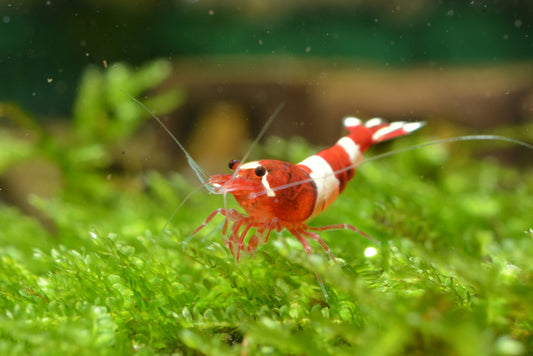 Freshwater shrimp diseases and health issues.