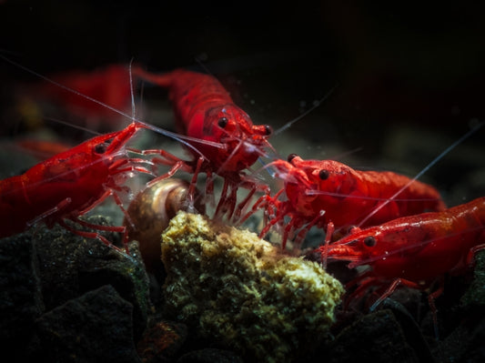 Group of neocaridina shrimp huddled in a freshwater tank