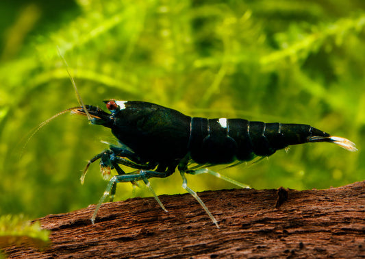 Black King Kong shrimp care guide 101.