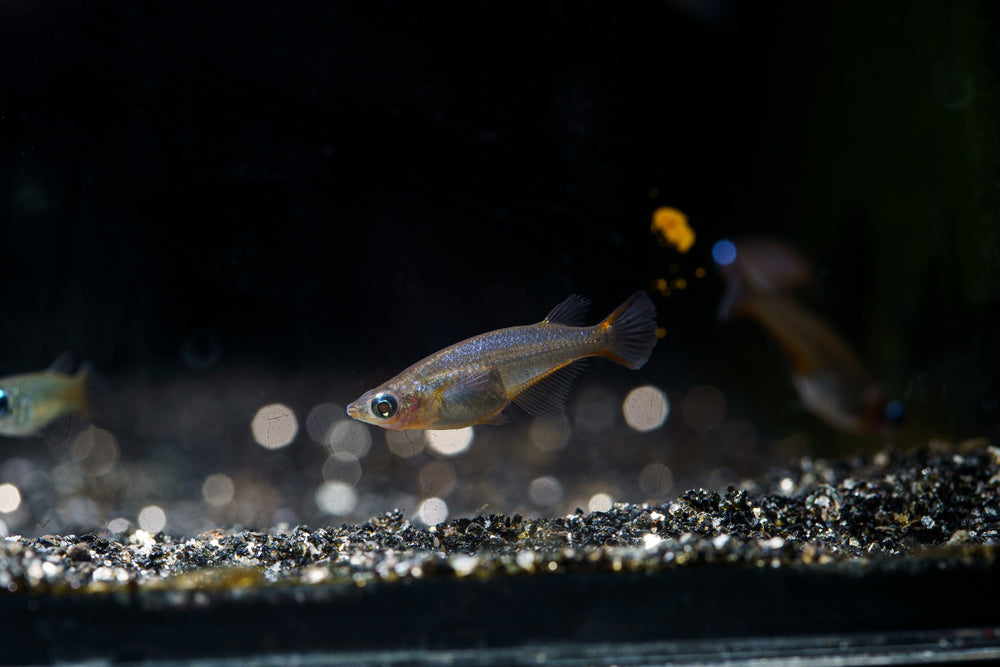 Care Guide for Daisy’s Ricefish