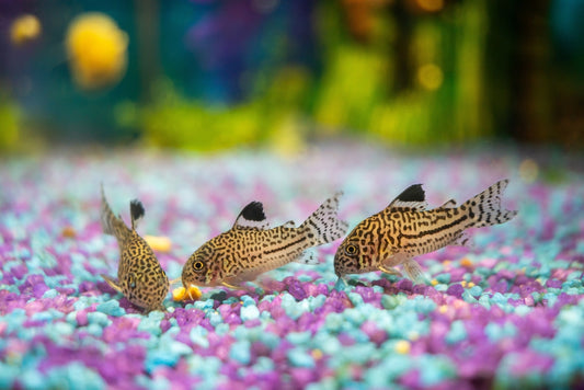 How long do corydoras live.