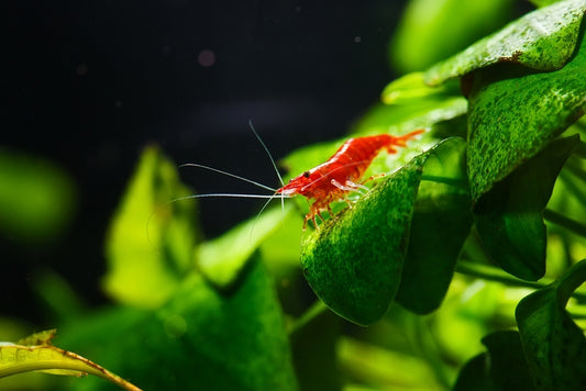 The Top 7 Tank Mates for Cherry Shrimp (Choose the Best Companions for Your Shrimp)