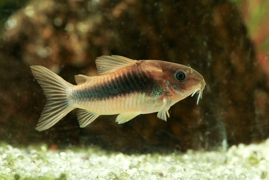 How many Corydoras should be kept together?