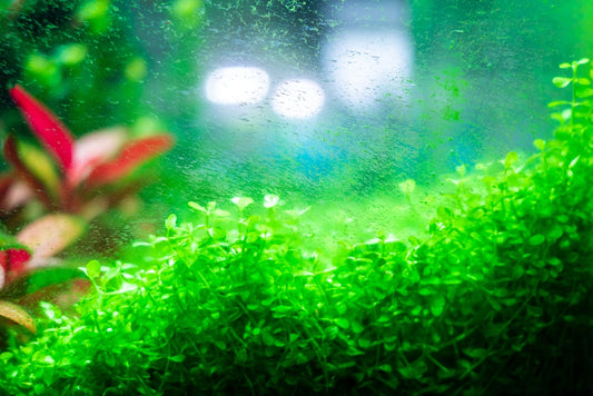 Best algae eaters for freshwater aquariums.