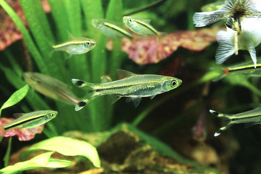 Scissortail Rasbora Size.