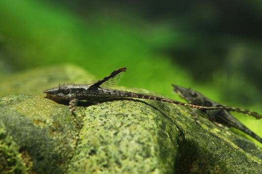 Royal farlowella whiptail catfish.