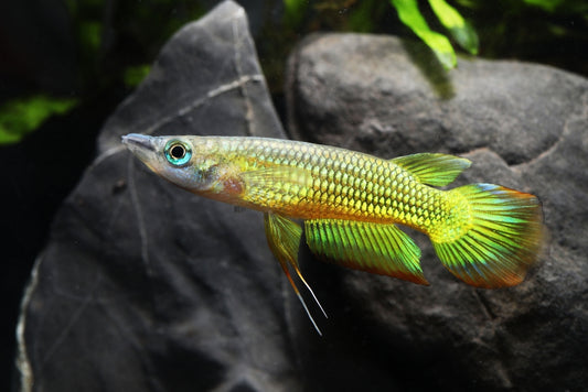 Golden Wonder Killifish care.