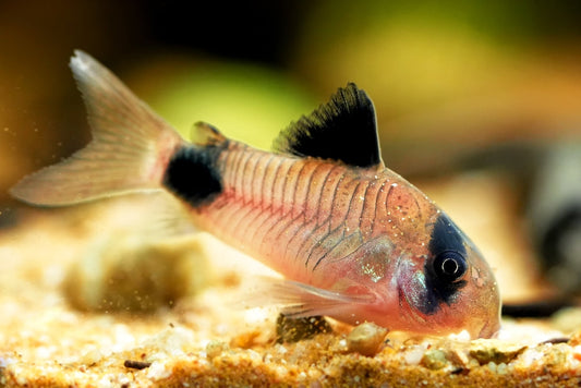 How much space do Corydoras need?