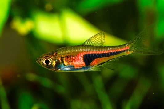 Lambchop Rasbora size.