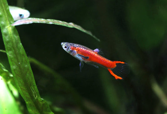 Can guppies live with shrimp?