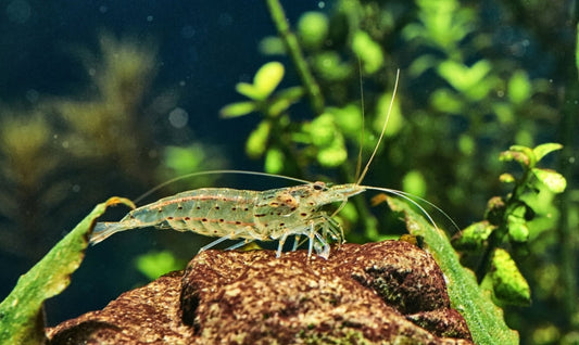 Amano shrimp in an aquarium 