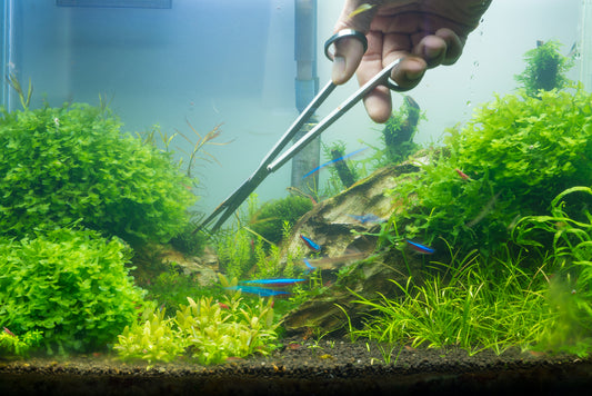 Aquatic Architects: Freshwater Shrimp & Their Role in Aquascaping