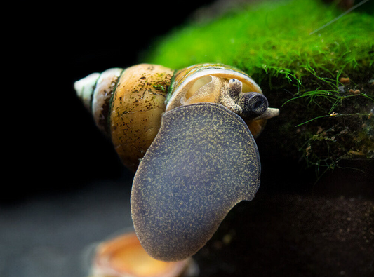 Breeding Japanese Trapdoor Snails.