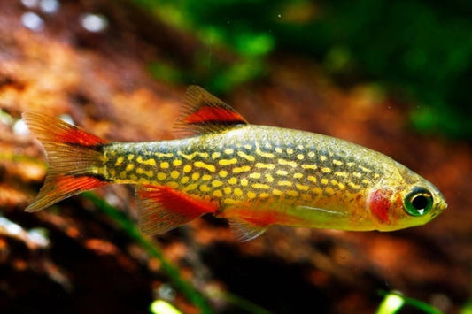 How to breed Celestial Pearl Danios.