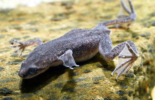 What to feed an African dwarf frog?