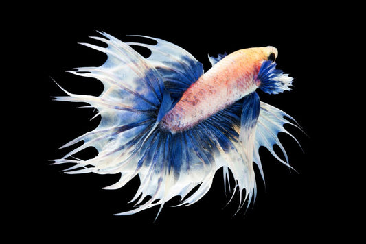 Betta crowntail male.