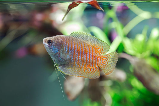 Gourami fish.