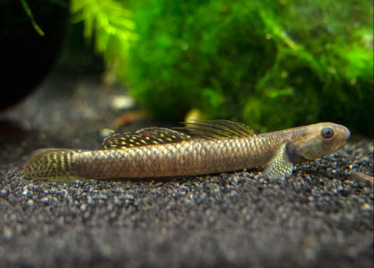 Panda loach.