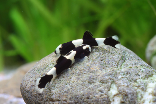 Panda loach.