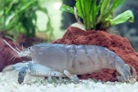 What do aquarium shrimp eat?